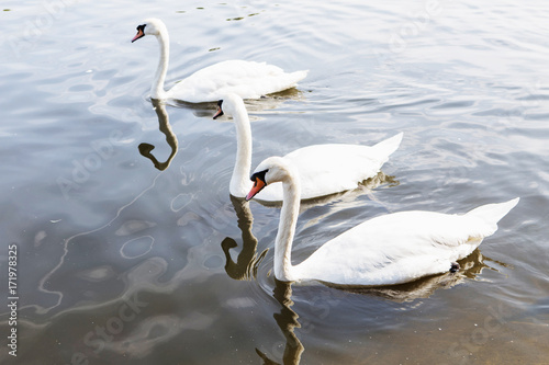 Beautiful white swan with the family in swan lake, romance, seasonal postcard.