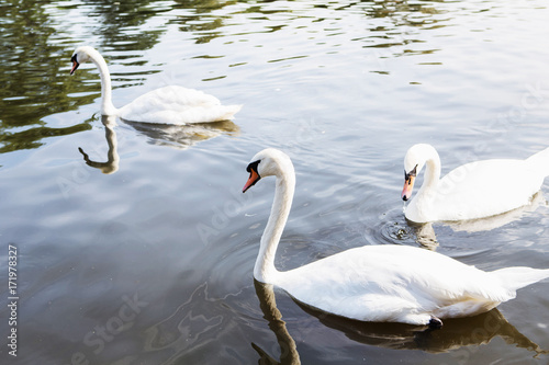 Beautiful white swan with the family in swan lake  romance  seasonal postcard.