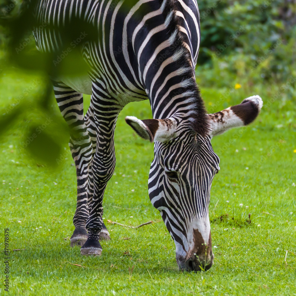 Zebra grazing in the meadow