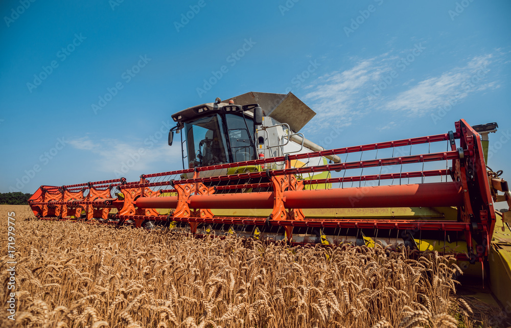 Fototapeta premium Combine harvester in action on wheat field. Process of gathering a ripe crop.