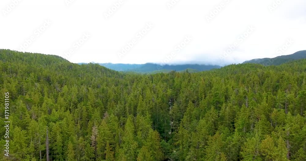 Aerial flying low over a thick forest in British Columbia Aerial flying low over a thick forest in British Columbia