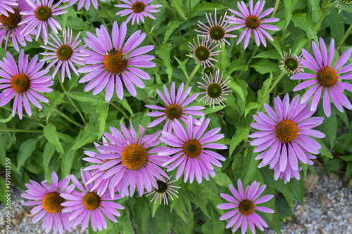 Echinacea purpurea  eastern purple coneflower in bloom  bunch of coneflowers