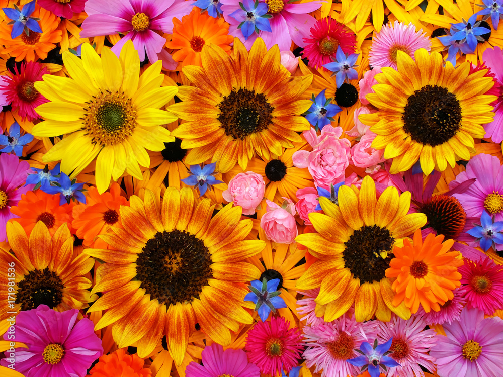 Blumen Blumen
