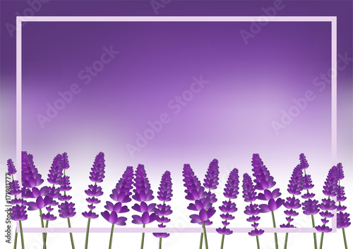 Lavender field and white frame background