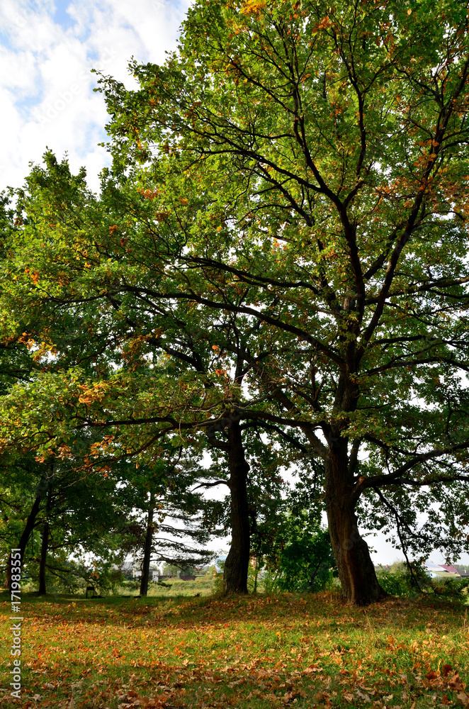 A forest in autumn. Oaks in autumn. A forest in autumn. Oaks in autumn.