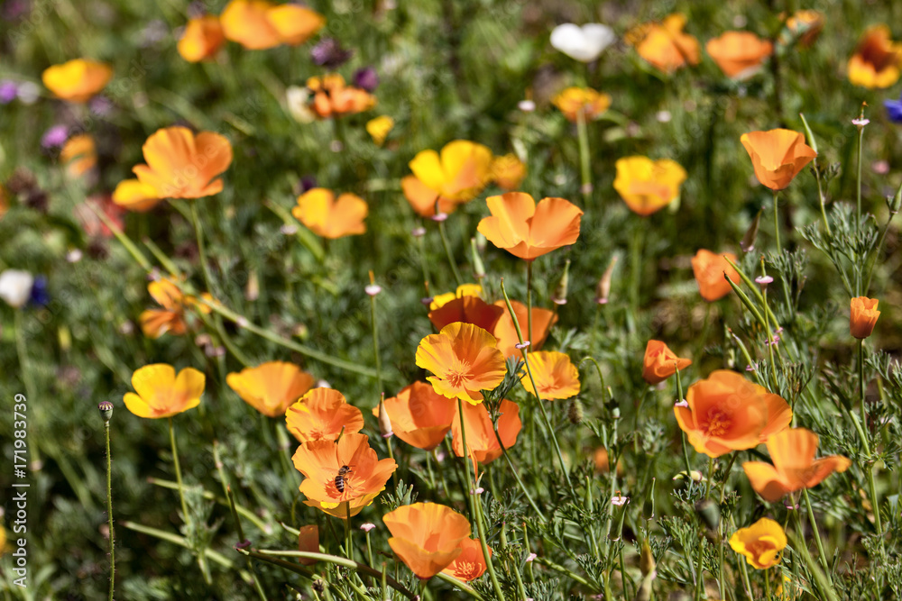 bee sucks poppy nectar in a botanical garden bee sucks poppy nectar in a botanical garden