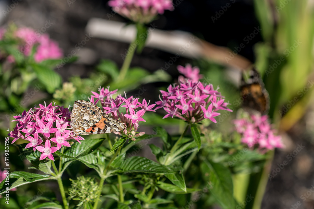 Obraz premium Butterfly on Flowers