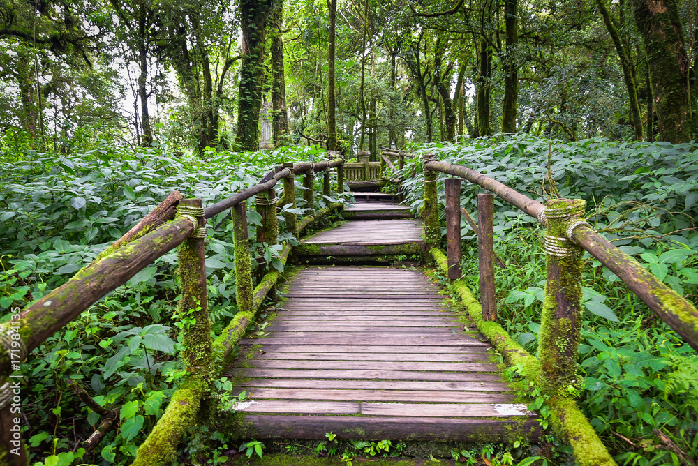Walkway with wooden bridge through gree rain forest with beautiful moss around handrail for success way concept Walkway with wooden bridge through gree rain forest with beautiful moss around handrail for success way concept
