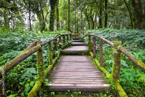 Walkway with wooden bridge through gree rain forest with beautiful moss around handrail for success way concept