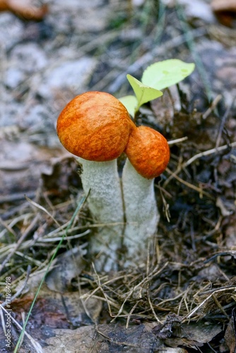 Два маленьких подосиновика с красными шляпками в осеннем лесу