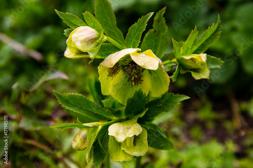 Green hellebore flower on flowerbed in garden photo