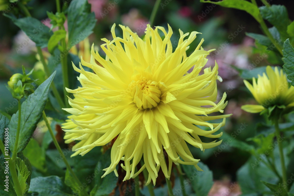 yellow flower yellow flower
