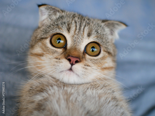 Close-up focus on the eyes of a Golden cute kitten cat with big brown yellow eyes