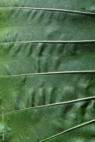 Green leaf