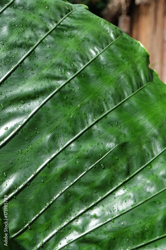 Green leaf