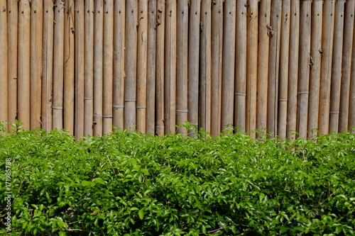 Bamboo wall