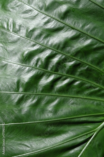 Green leaf
