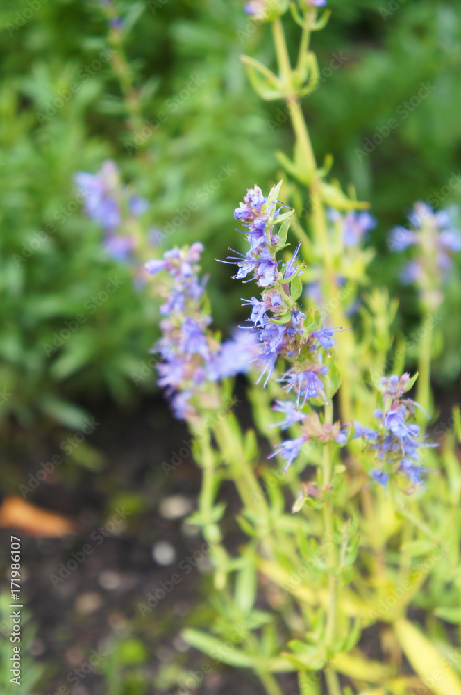Hyssopus officinalis blue flowers with green Hyssopus officinalis blue flowers with green