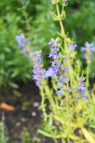 Hyssopus officinalis blue flowers with green