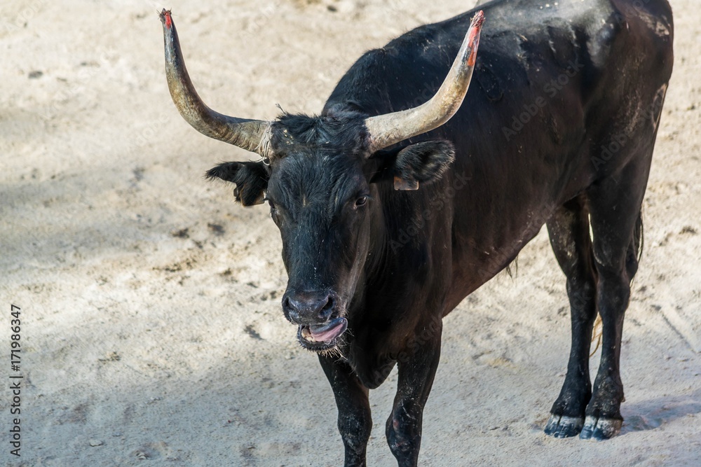 Course Camarguaise. Course Camarguaise.