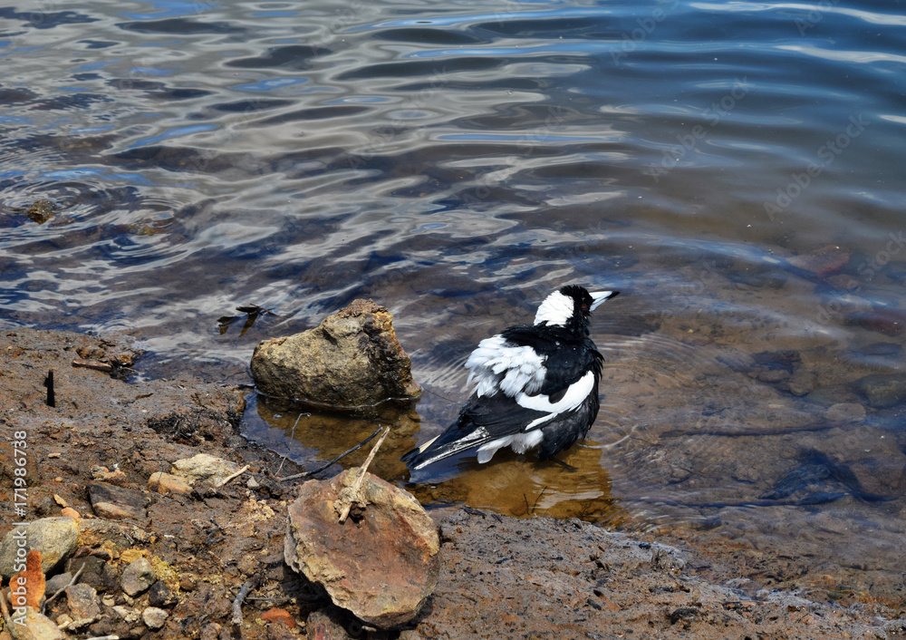 Fototapeta premium Australian Magpie by the Baroon lake
