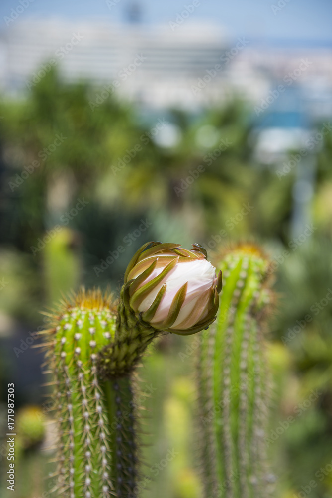 Cactus flower Cactus flower