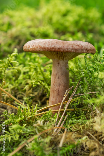 Edible mushroom (Lactarius rufus) among forest vegetation