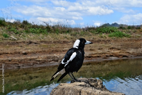 Wallpaper Mural Australian Magpie by the Baroon lake Torontodigital.ca