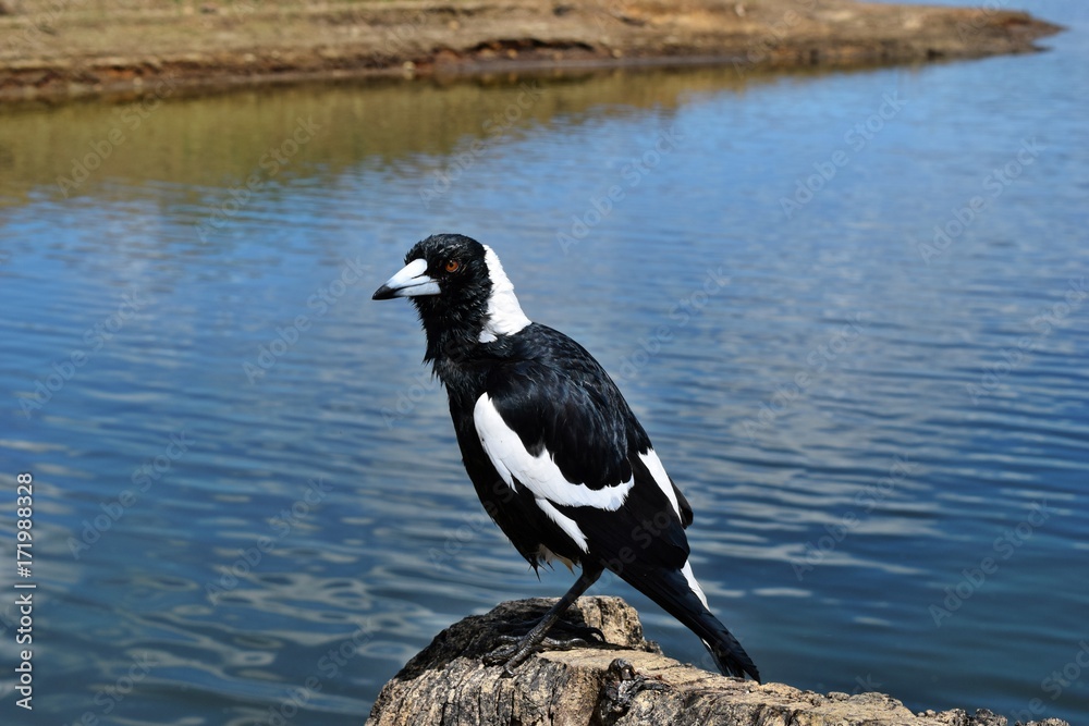 Fototapeta premium Australian Magpie by the Baroon lake