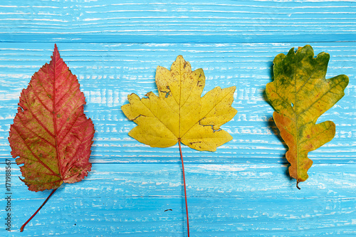 Autumn leaves over old blue - white wooden background with empty space