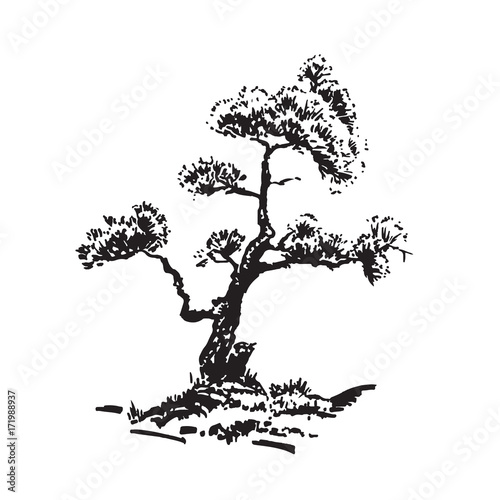 Hand-drawn tree, pine. Black and white realistic image, sketch painted with ink brush.