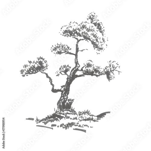 Hand-drawn tree, pine. Realistic image in shades of gray, sketch painted with ink brush