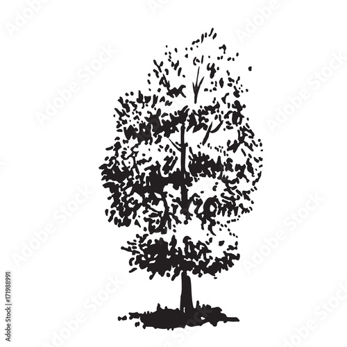 Hand-drawn tree, linden. Black and white realistic image, sketch painted with ink brush.