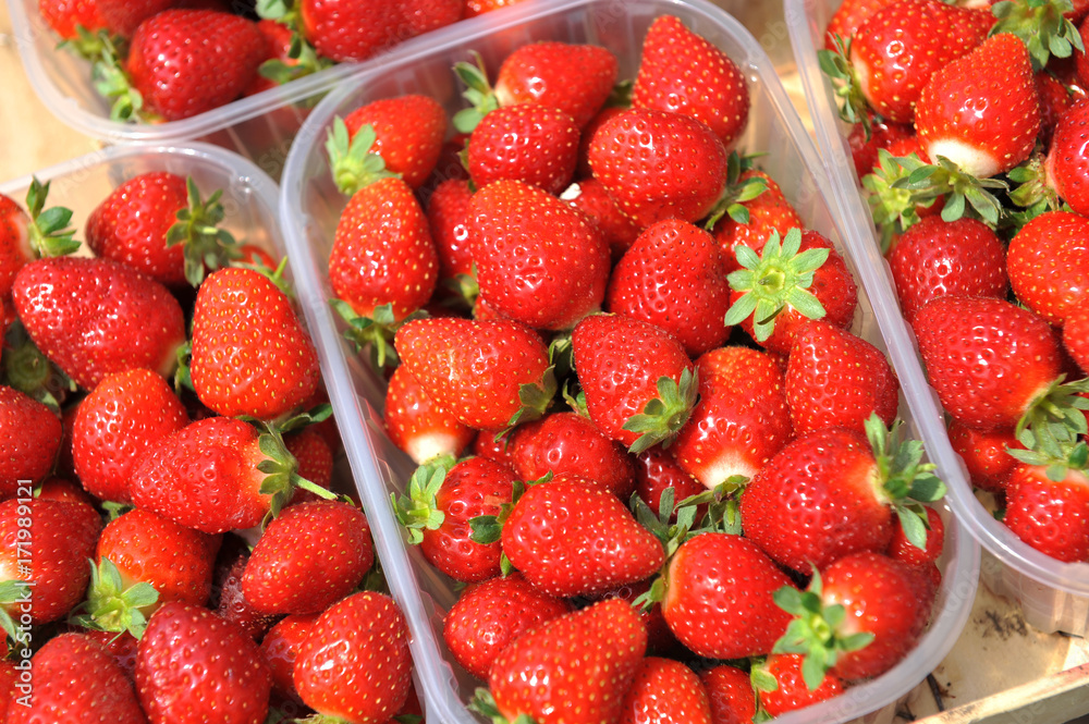 Fresh picked red strawberries in the plastic boxes Fresh picked red strawberries in the plastic boxes