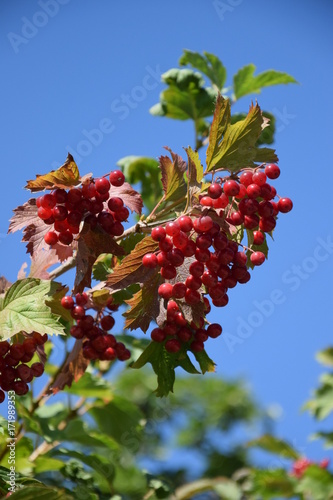 Природа (Деревья)