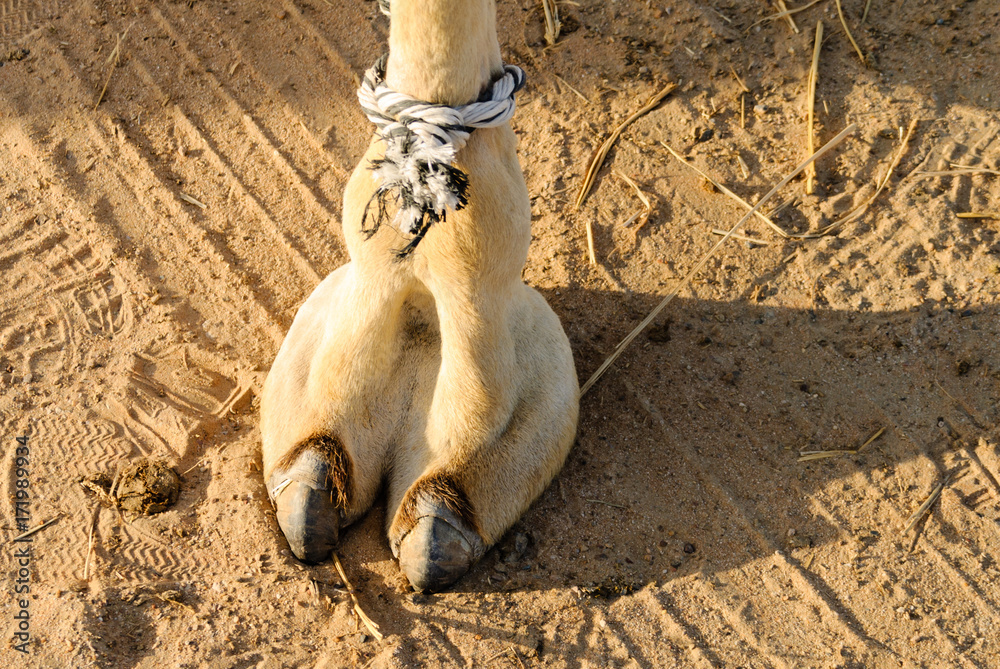 Camel's foot (camel toe) Stock Photo