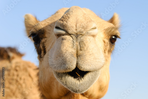 Closeup of a camel s nose and mouth  nostrils closed to keep out sand