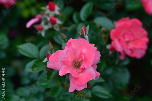 Pink Flower