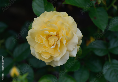 Yellow Rose