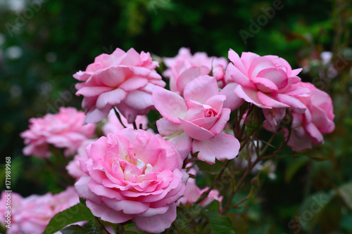 Pink Rose