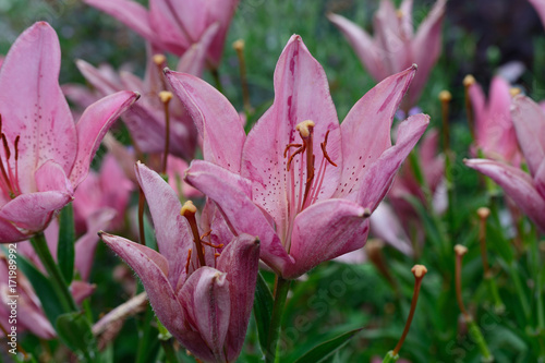 Pink Lily