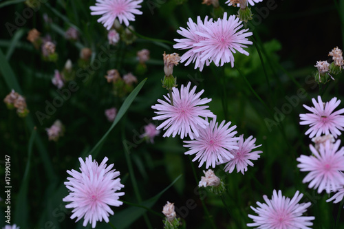 Pink flower