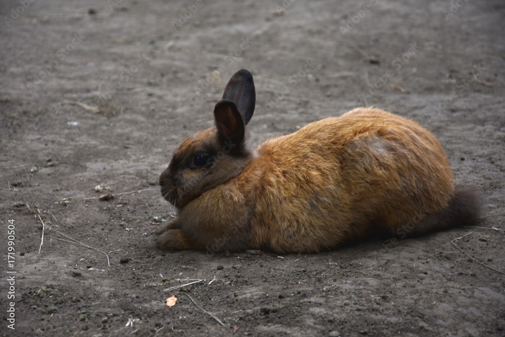 brown rabbit walking on the ground brown rabbit walking on the ground