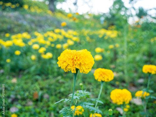marigold / yellow flower