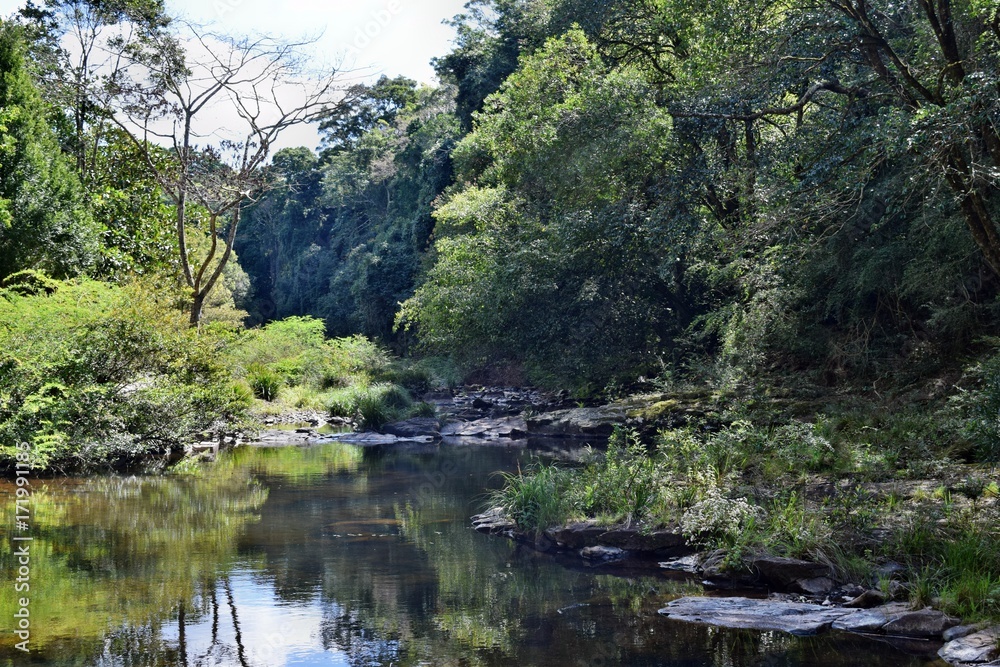Beautiful small river in Gardners Falls Maleny