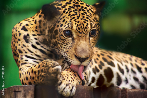 Jaguar