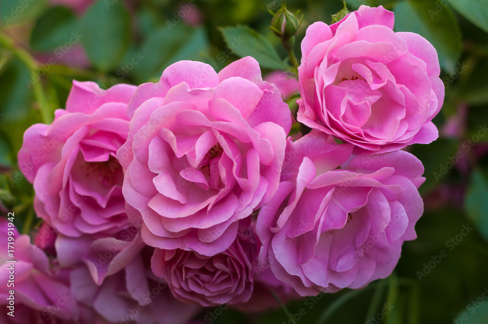 Pink roses with buds on a background of a green bush in the garden. Beautiful pink flowers in the summer garden. Pink roses with buds on a background of a green bush in the garden. Beautiful pink flowers in the summer garden.