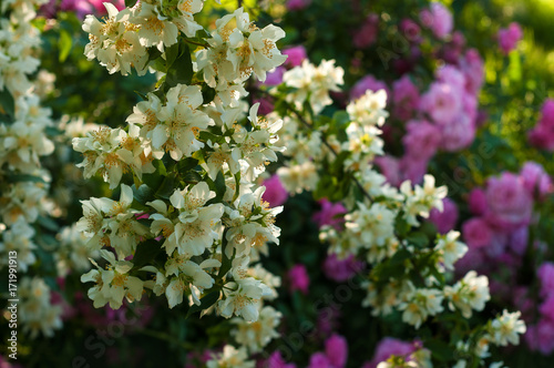 A bush of white jasmine and a pink roses. A garden arrangement of white and pink flowers. Jasmine flower growing on the bush in garden with sun rays.
