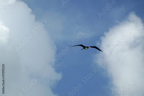 Flying Lesser Frigatebird