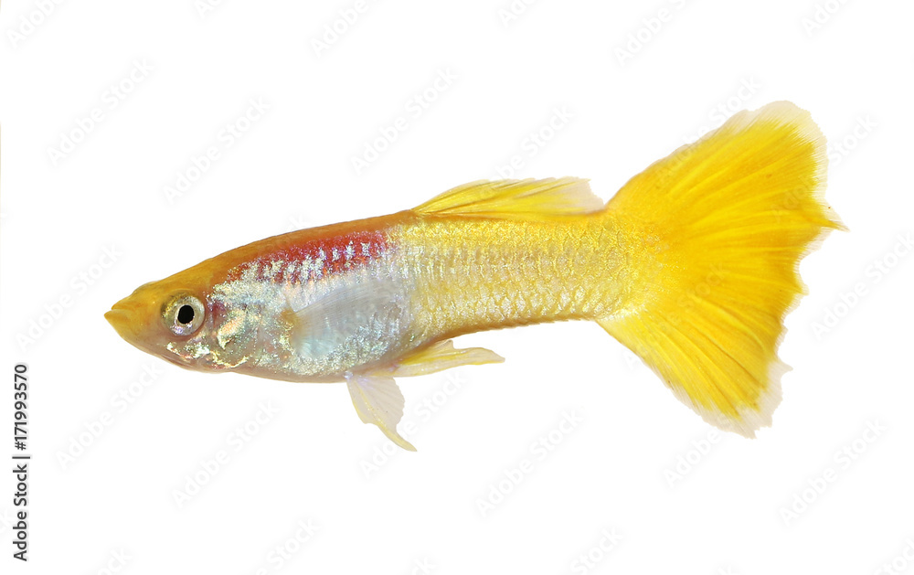 Guppy Poecilia reticulata colorful rainbow tropical aquarium fish 

